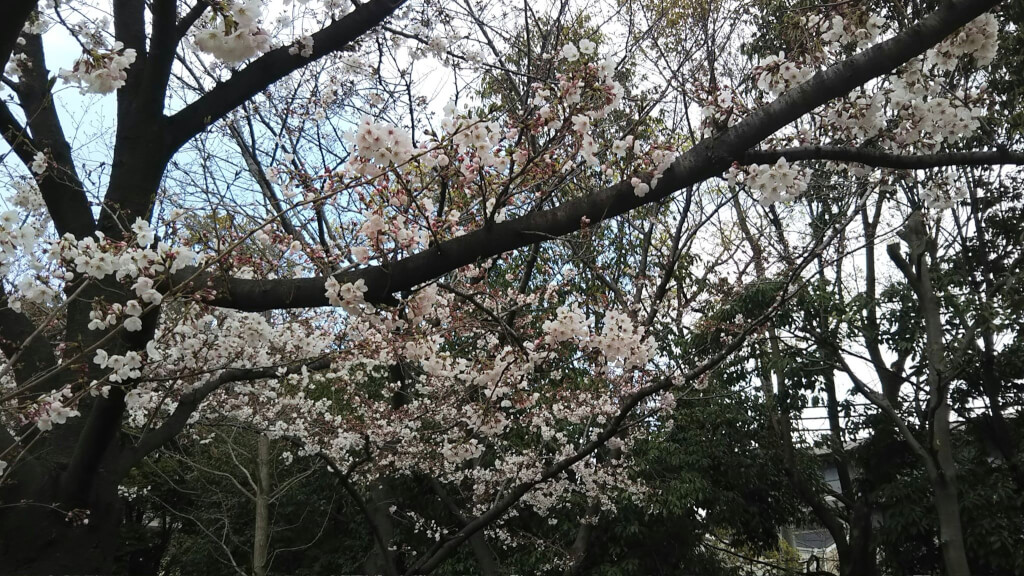 鶴見緑地桜並木