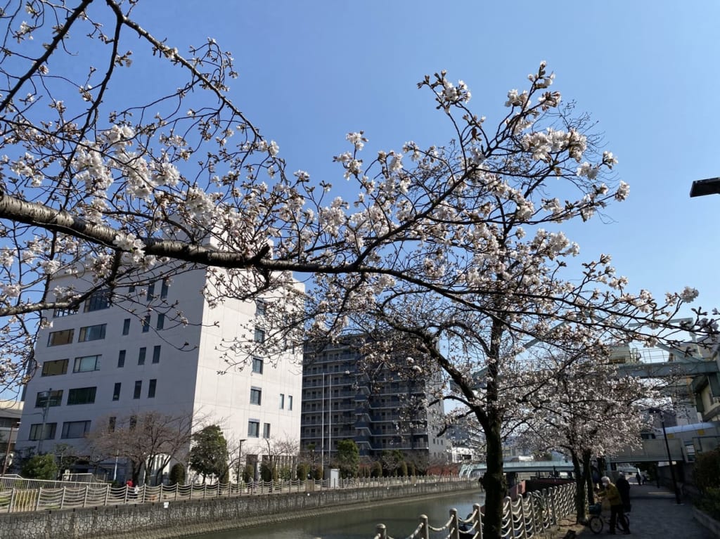 城北川の桜