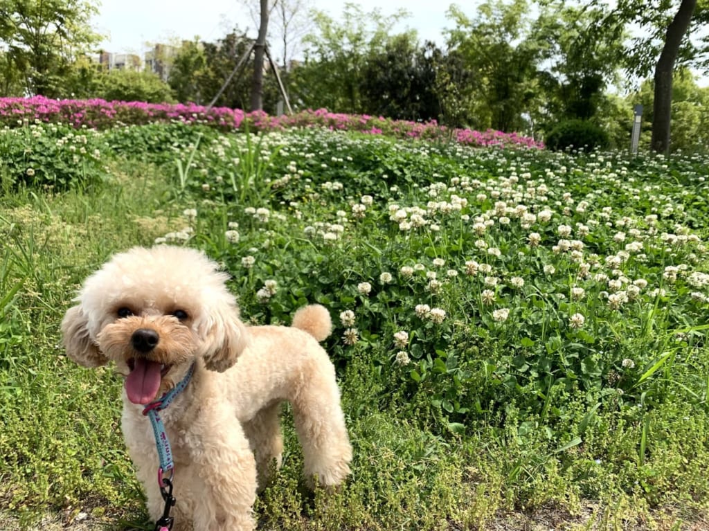 犬の散歩イメージ