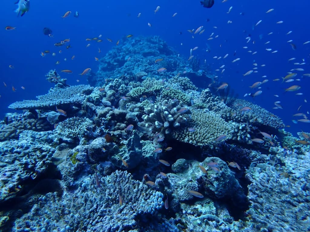 ダイビングイメージ