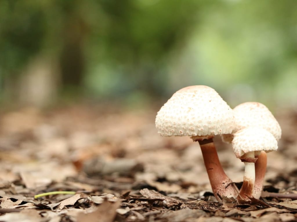 きのこイメージ