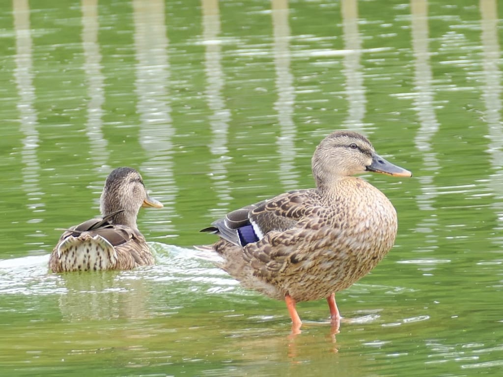カルガモ野鳥イメージ