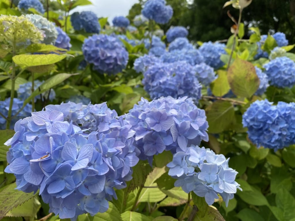 紫のあじさい