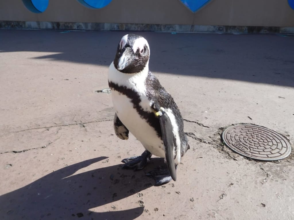 ペンギンイメージ