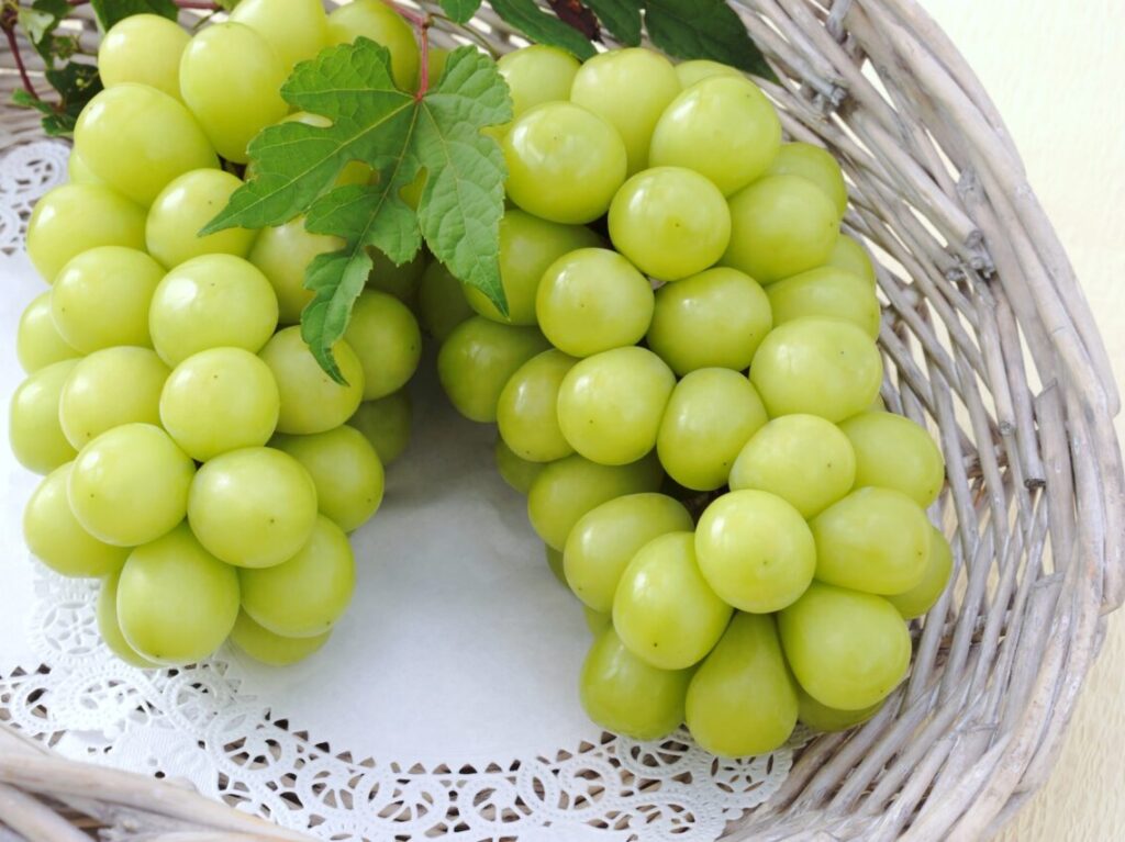 マスカットイマージ