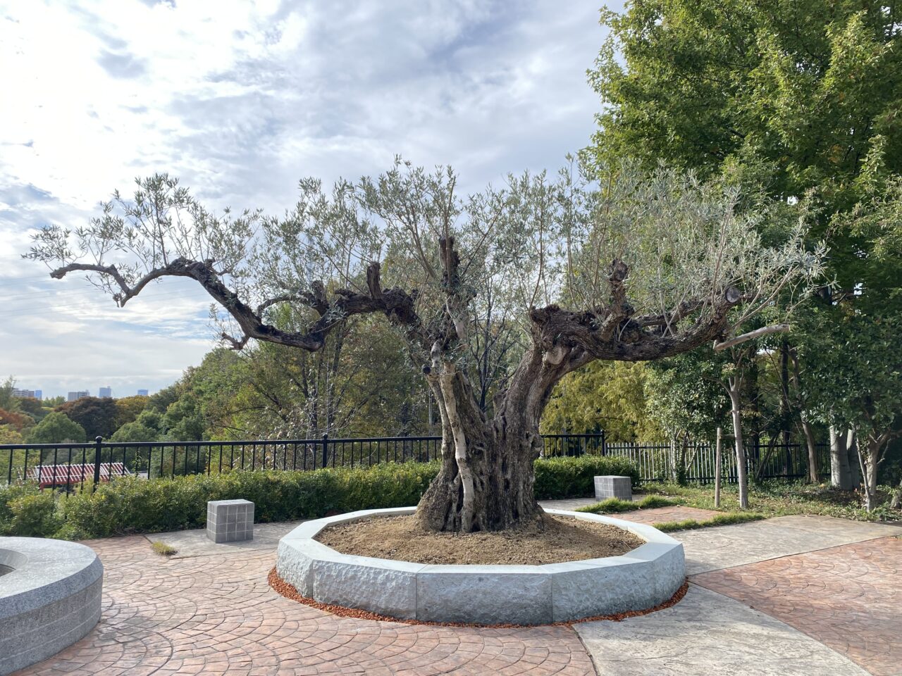 移植されたオリーブの木