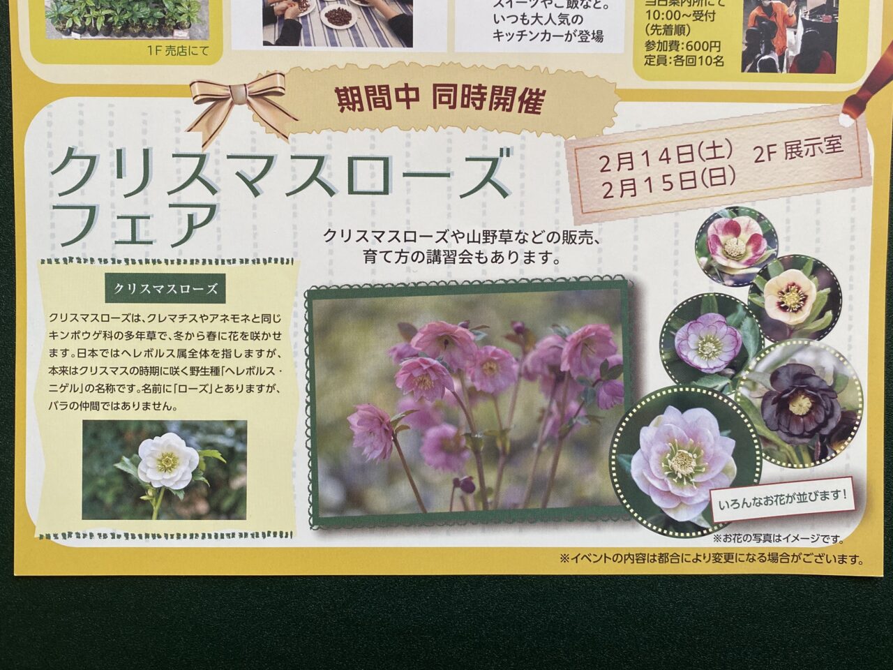 クリスマスローズ