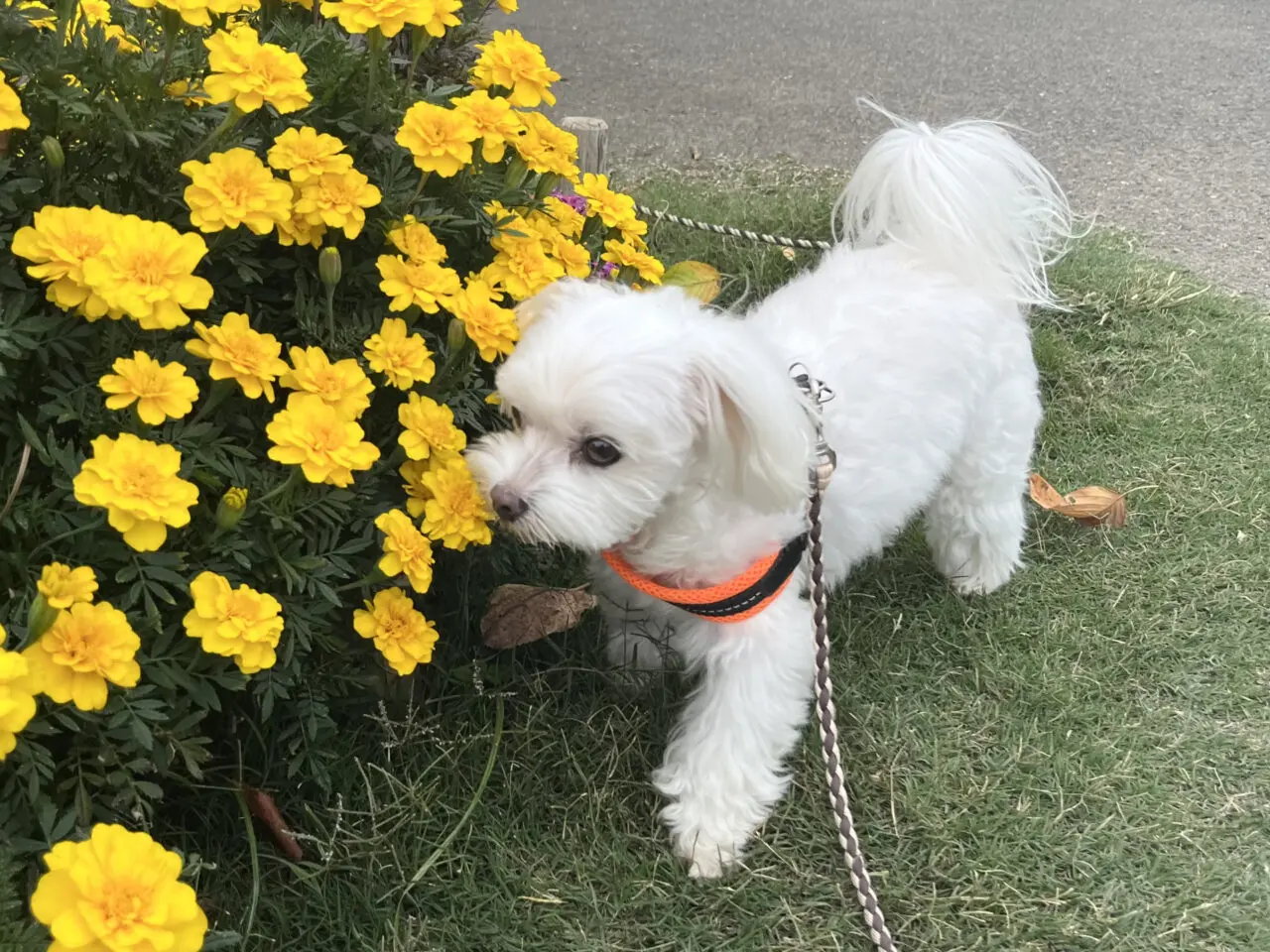 犬イメージ