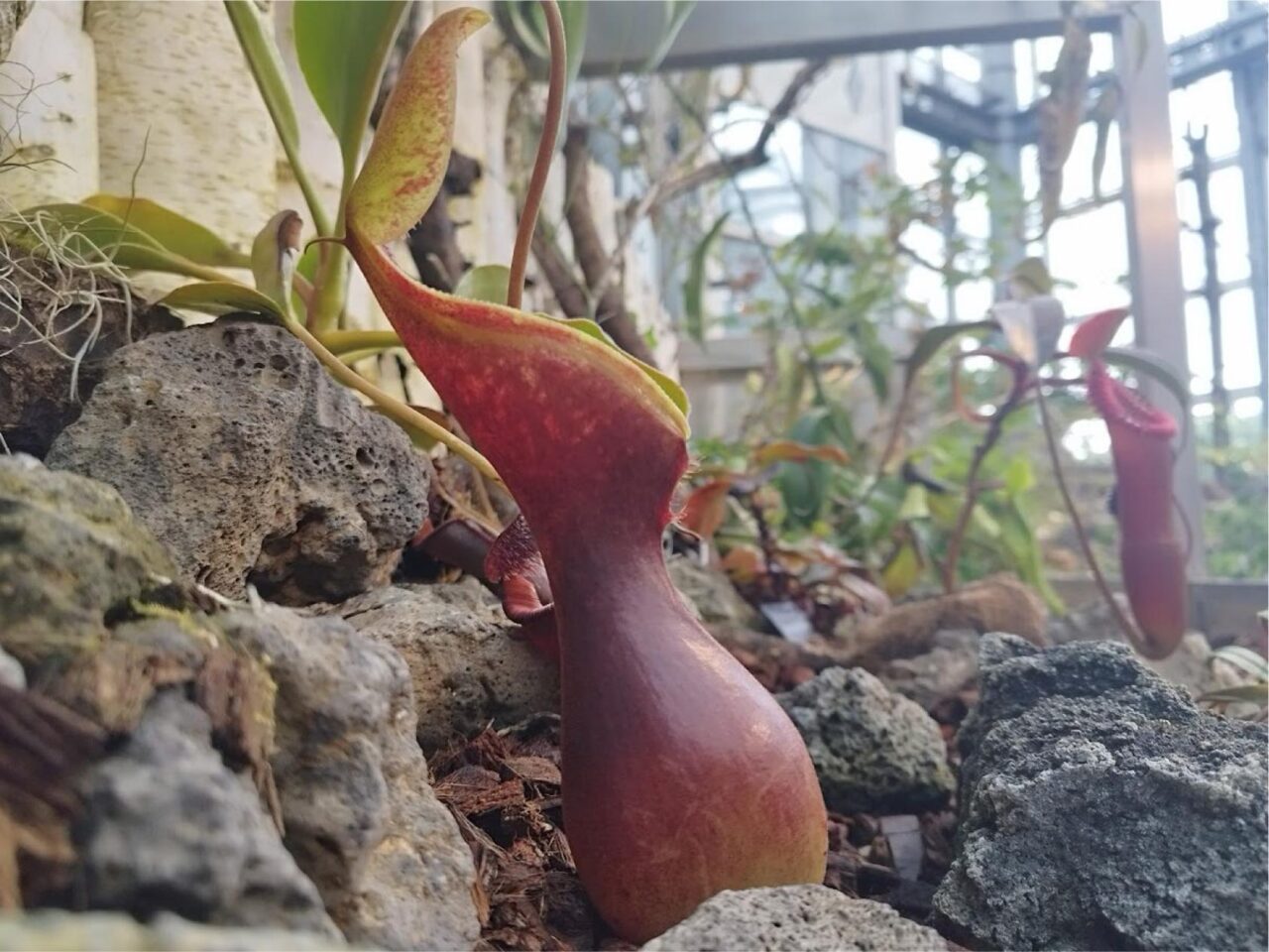 食虫植物